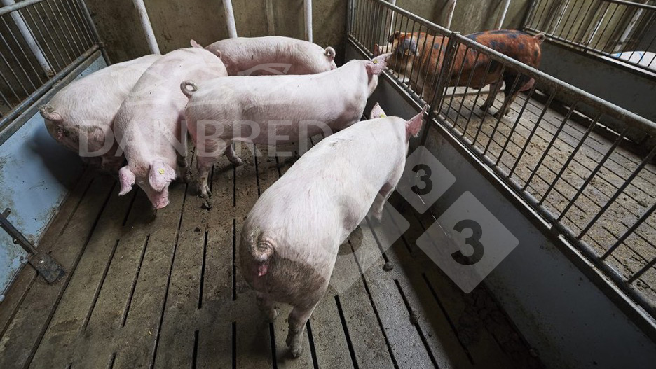 <p>Foto 1: Der Kontakt mit einem Eber sollte im Alter von 26-27 Wochen beginnen.</p>
